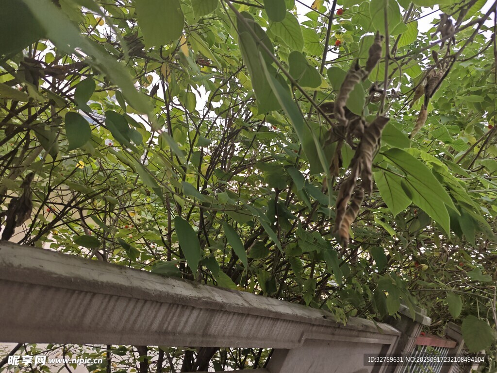 繁茂香蕉林与木质围栏