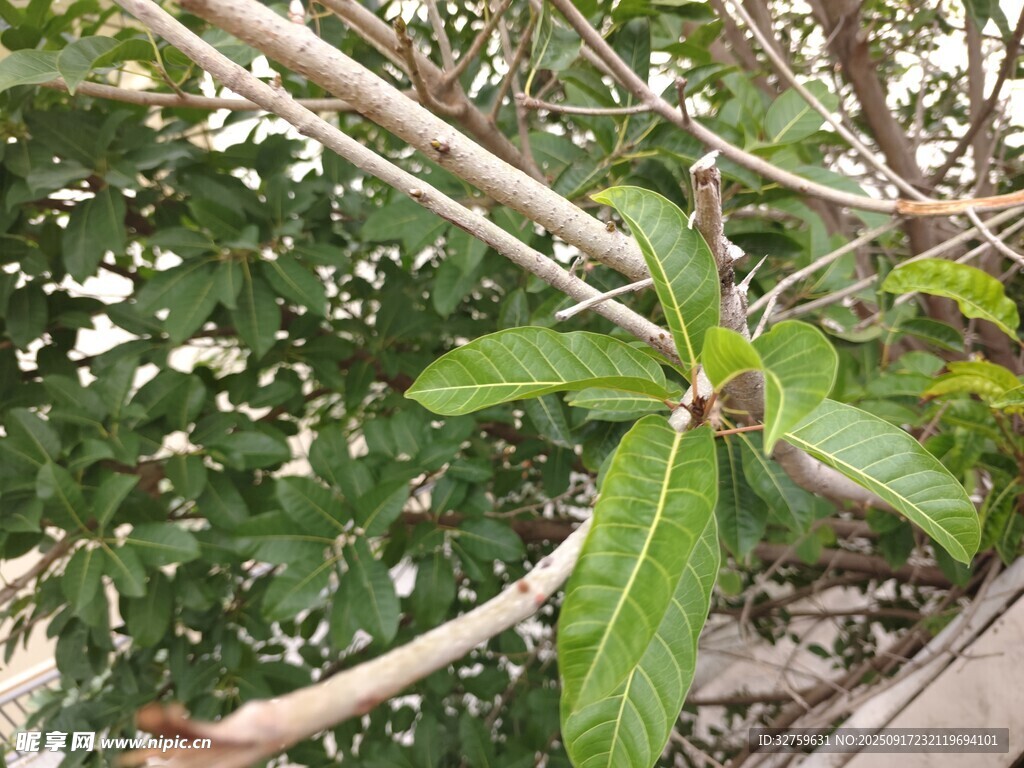 绿叶植物特写