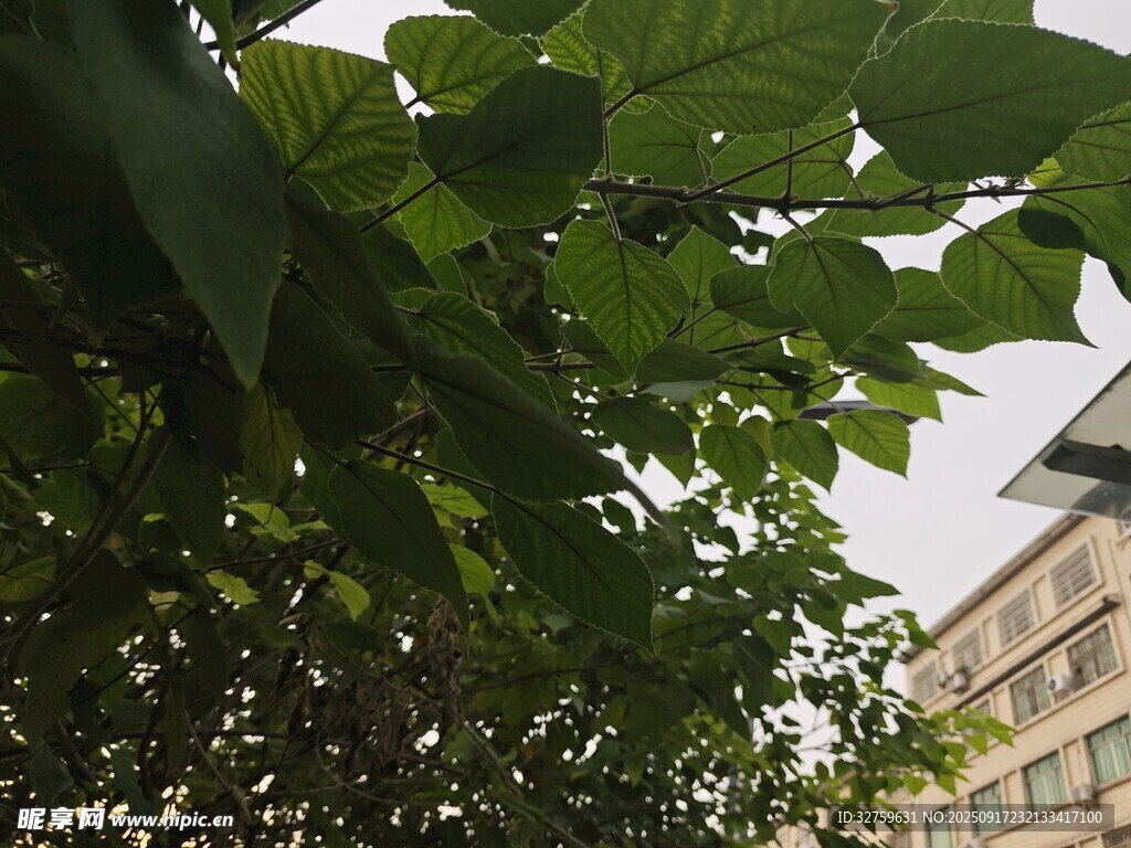 绿叶掩映下的建筑物