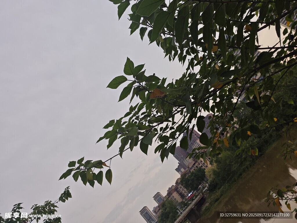 枝叶间的天空景致