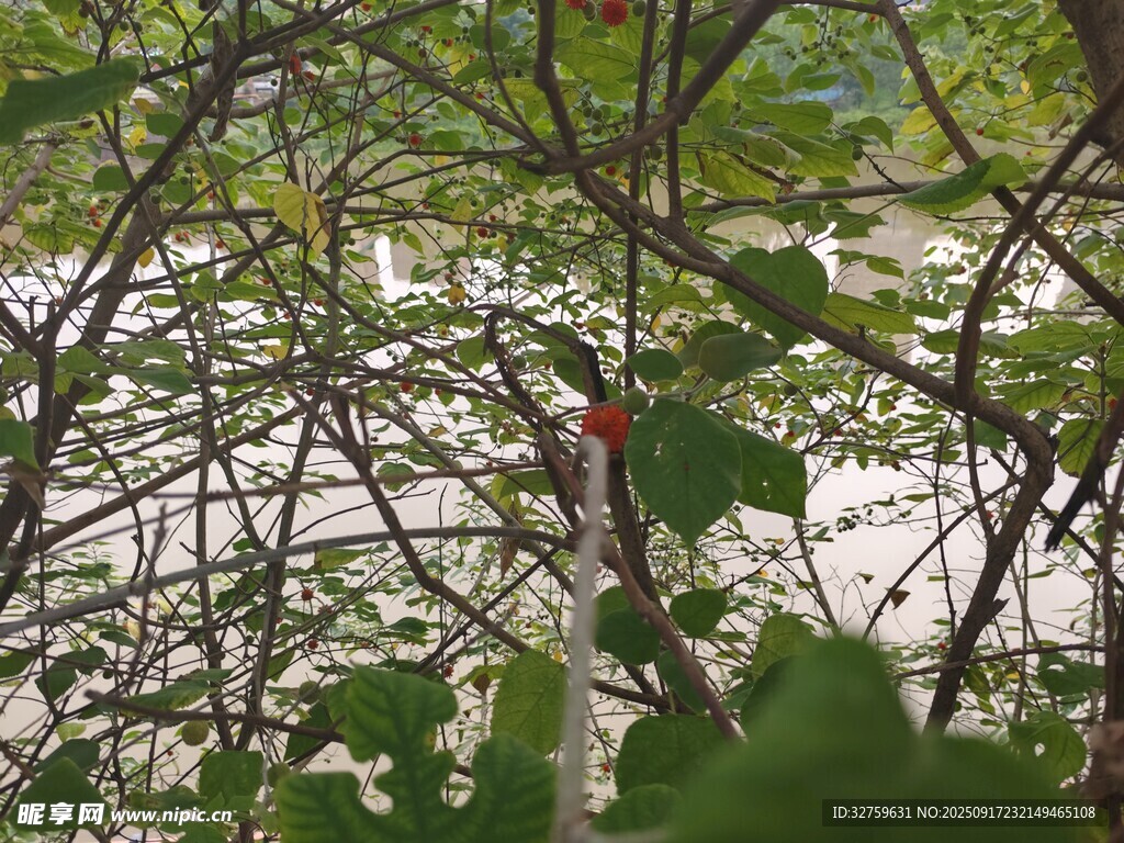 枝头小鸟隐于繁茂枝叶间