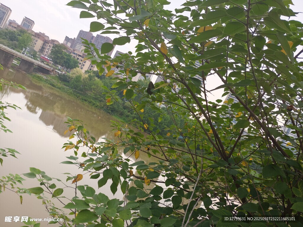 河边绿植景观