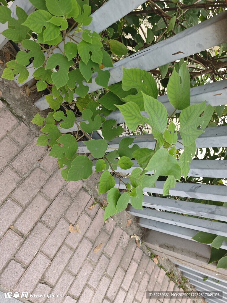 栅栏边生长的翠绿爬藤植物