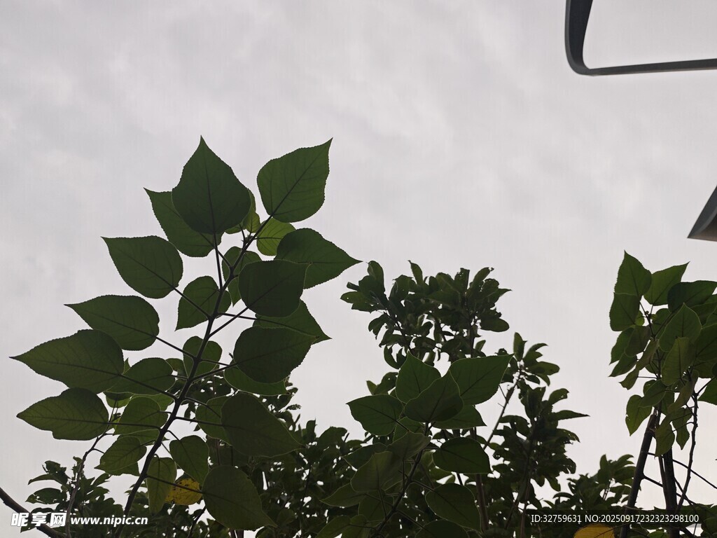 绿叶在天空下的剪影