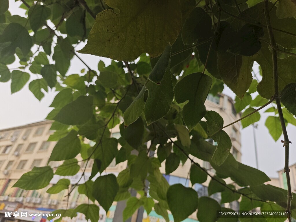 树上挂着的饱满绿色果实