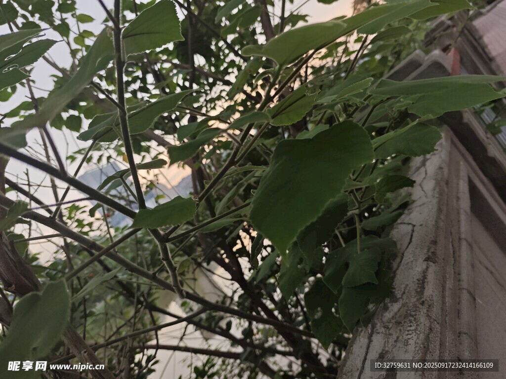 墙边绿植生机盎然