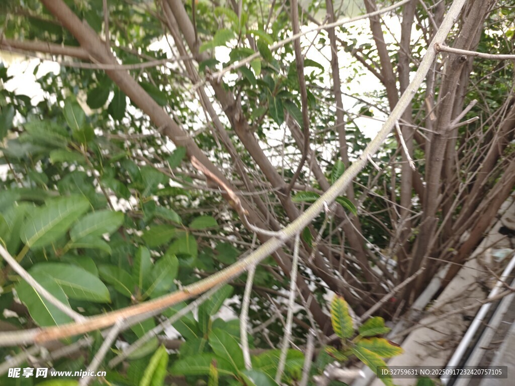 繁茂树枝与绿叶景象