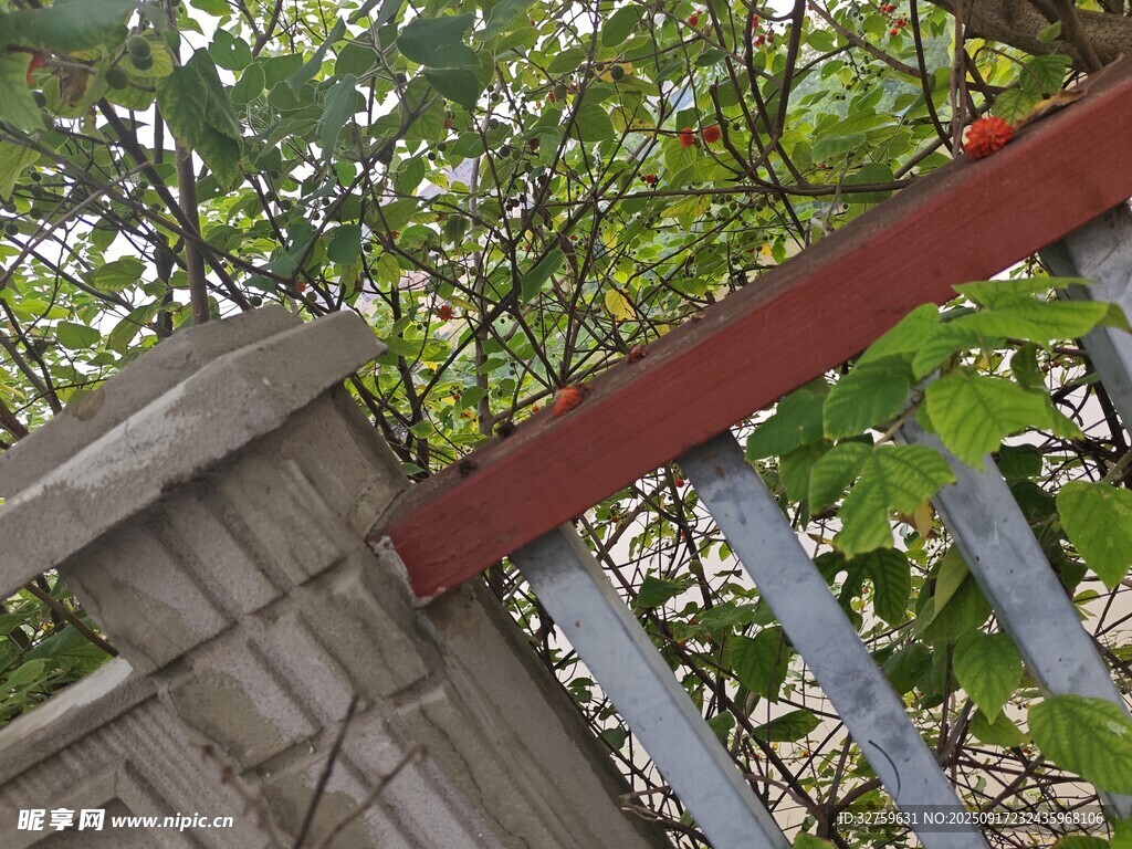 藤蔓攀爬于红栏杆上