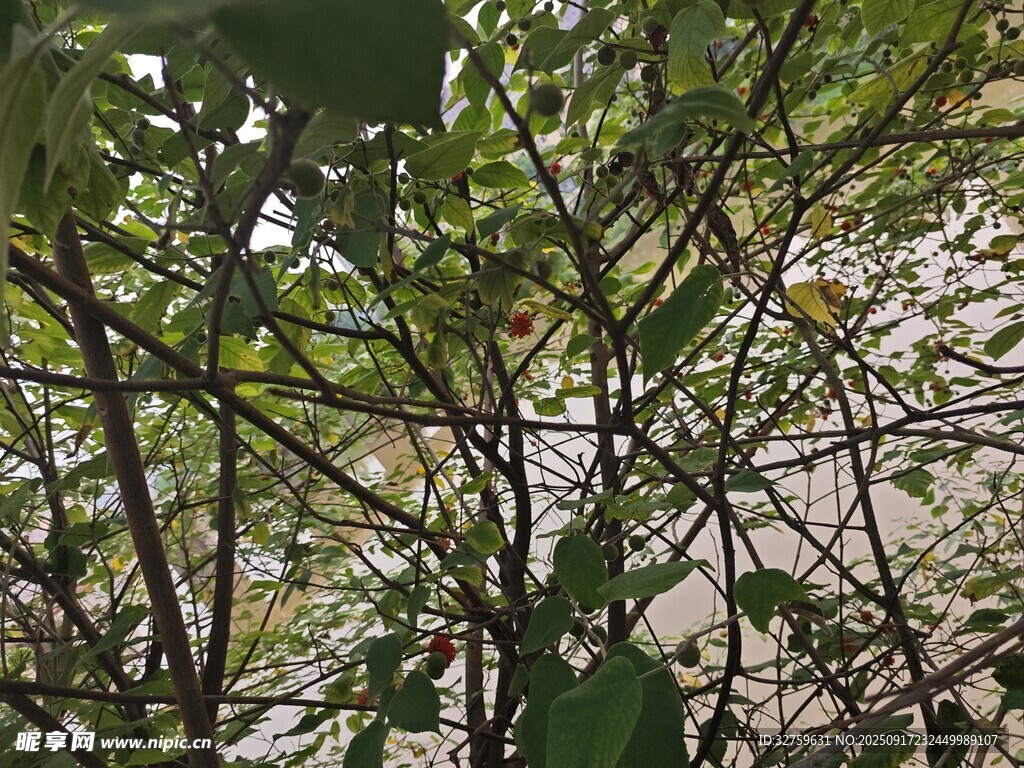 繁茂枝叶间的自然景致