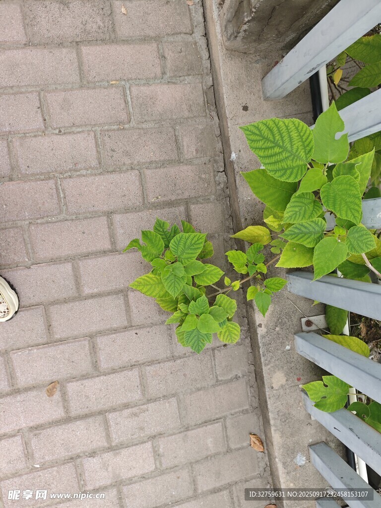 砖缝中生长的嫩绿植物