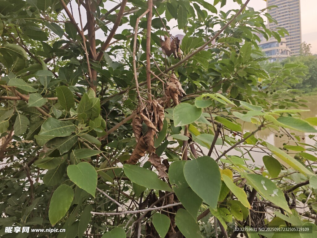 户外绿植特写