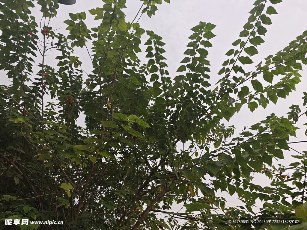 绿叶繁茂的植物景象