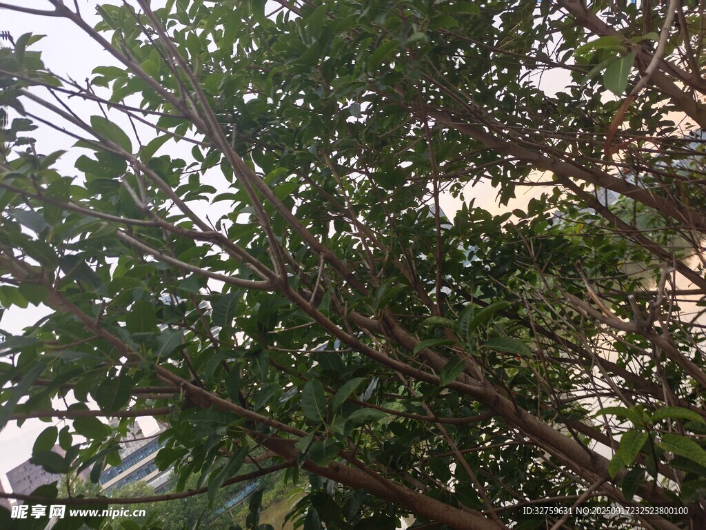 繁茂枝叶的大树景象