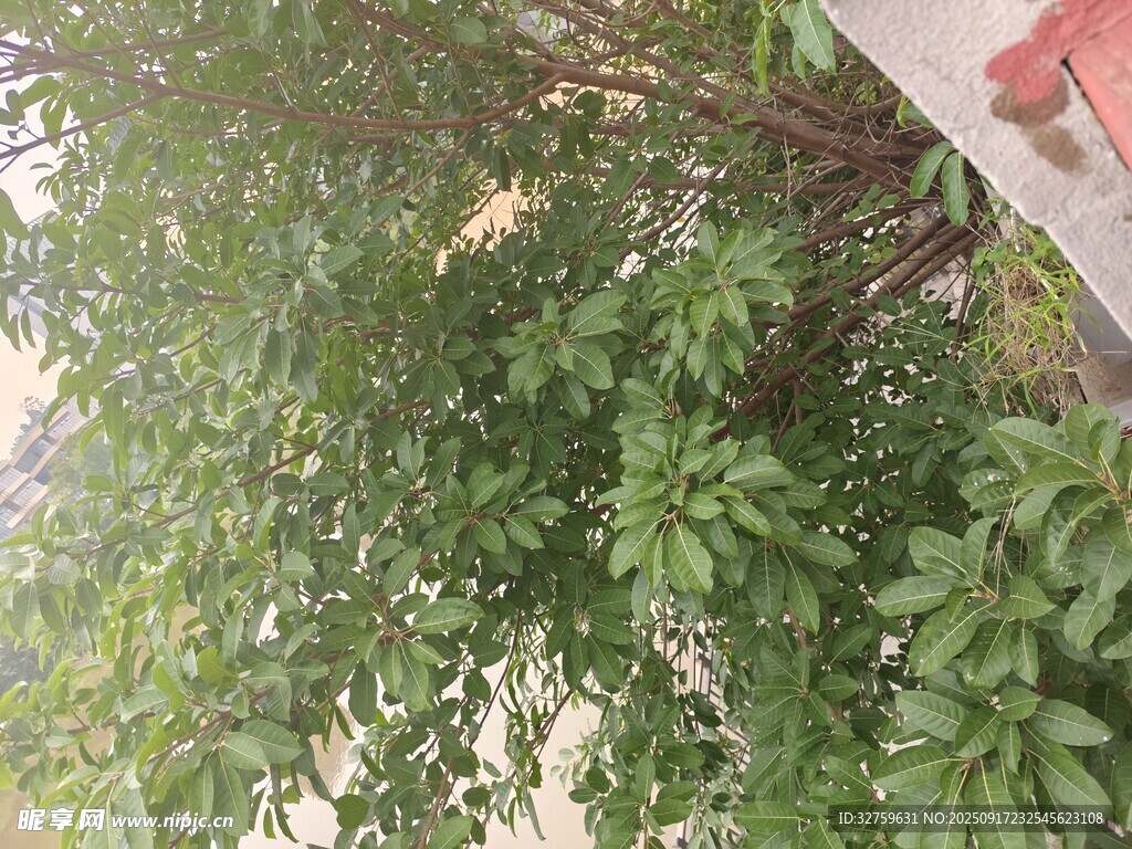 繁茂绿植景观