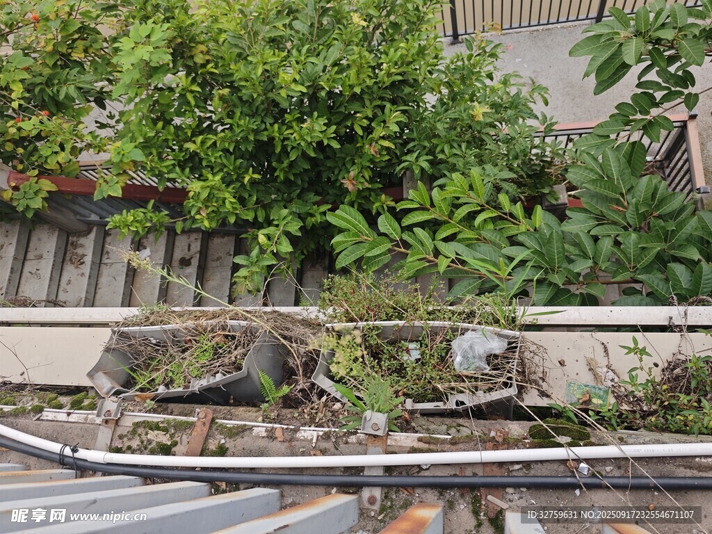 庭院角落绿植与石景