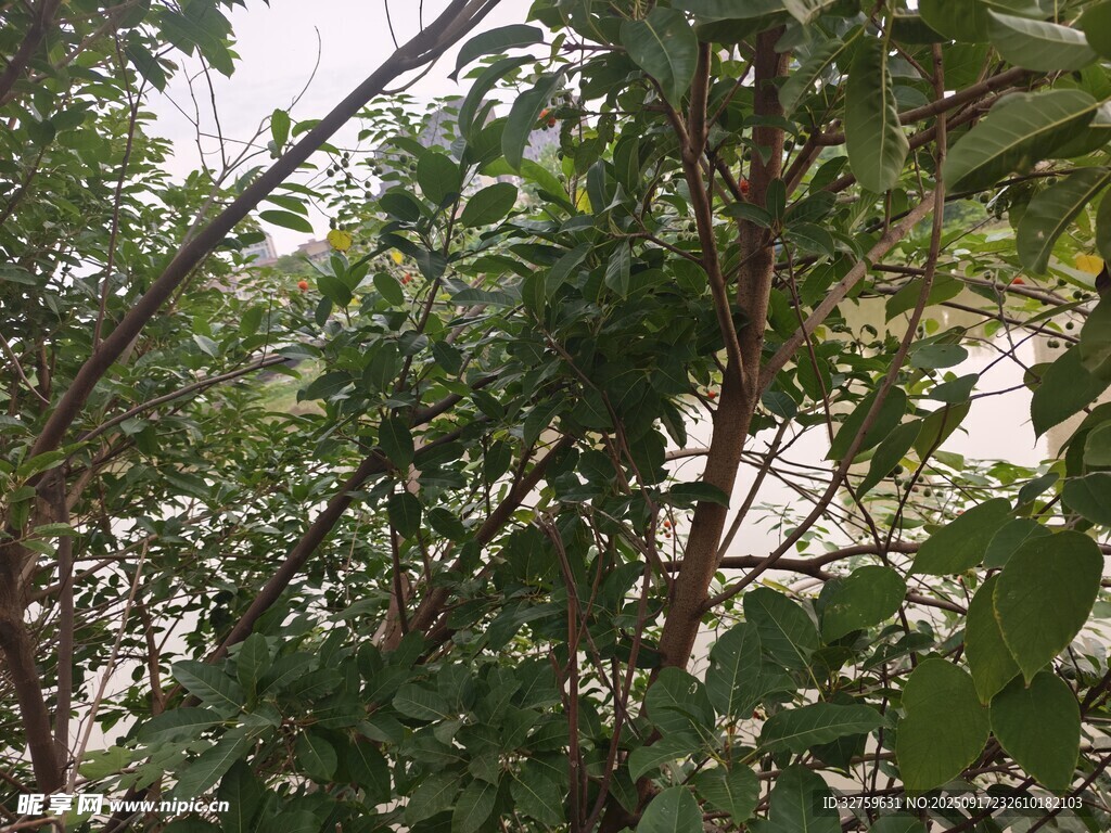 繁茂绿植展现自然生机