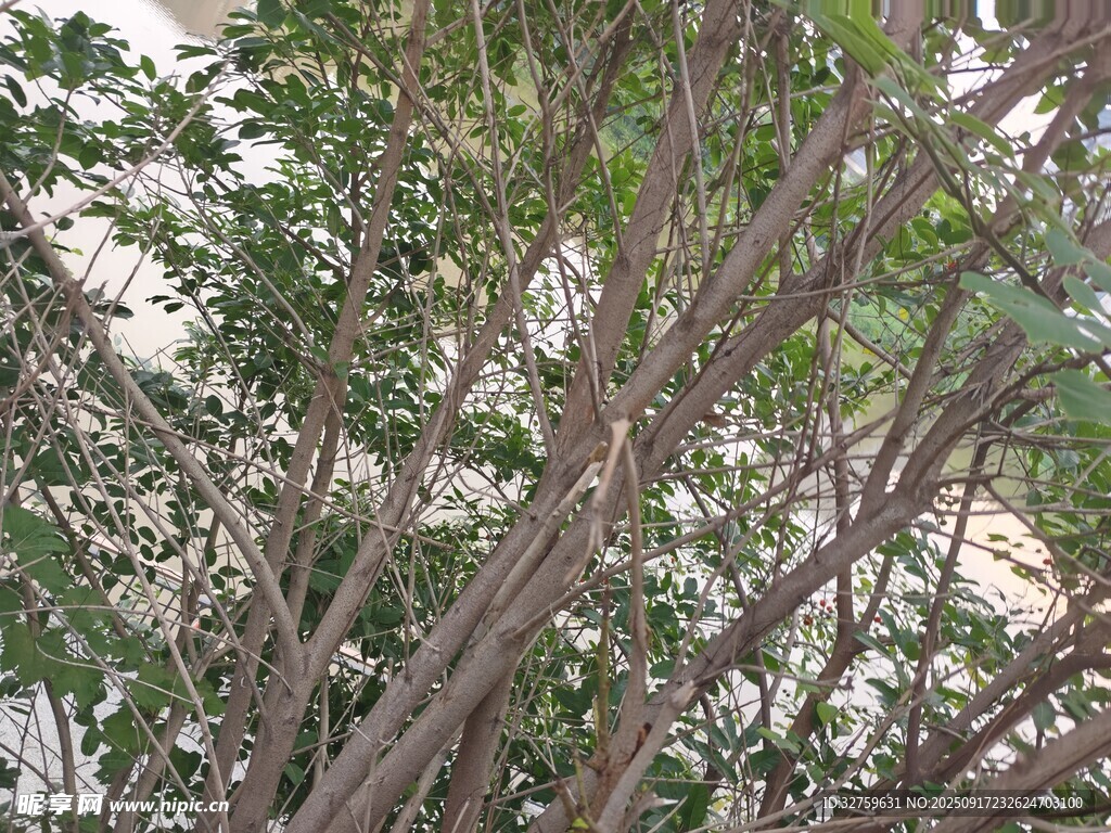 繁茂树枝与绿叶景象