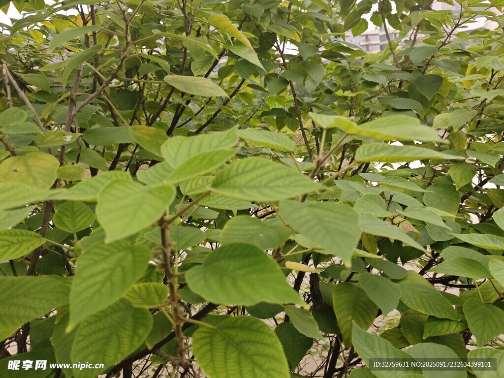 绿叶繁茂的植物景象