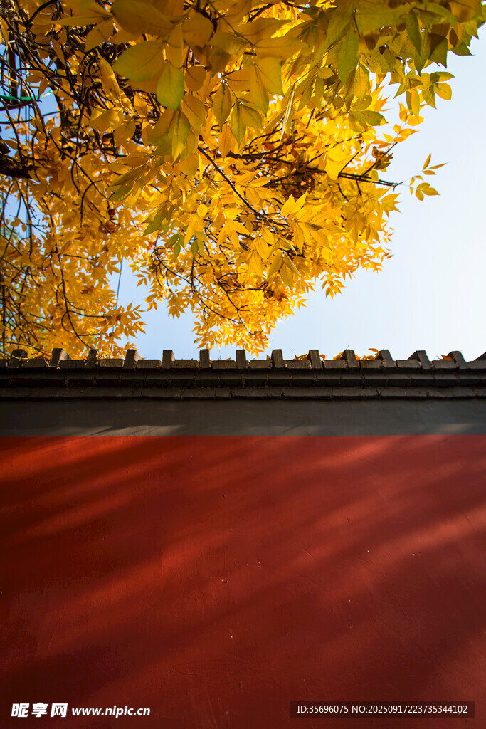 红墙黄叶下的秋日美景