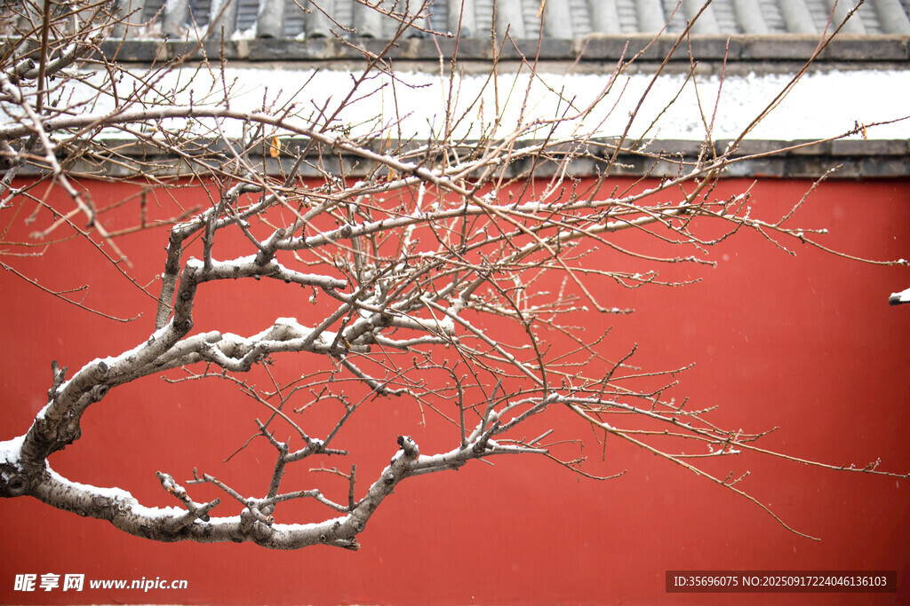 红墙雪枝景