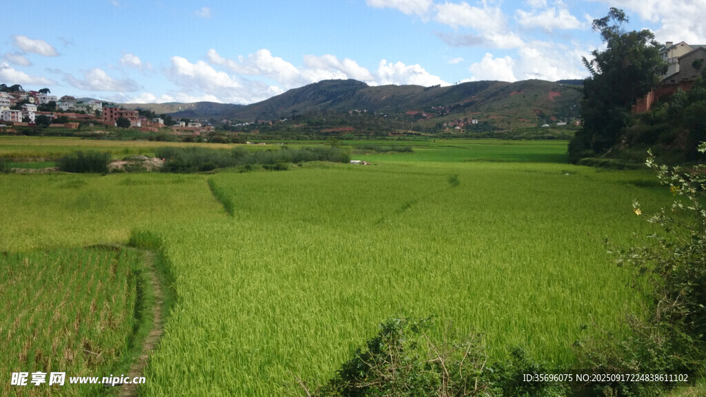翠绿稻田与远山美景
