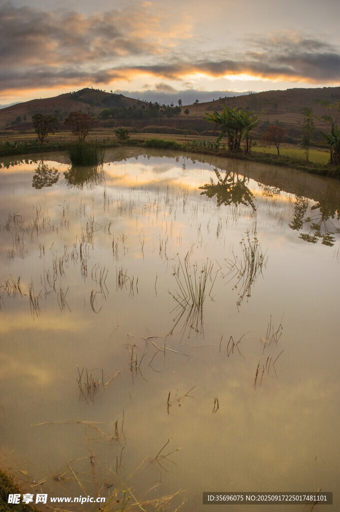 夕阳下的宁静积水田野