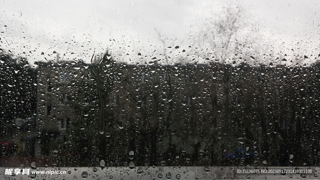 冬日雪景中的树林景观