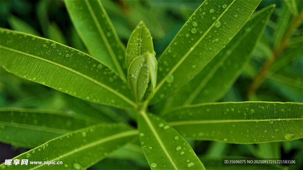 带水珠的嫩绿植物叶片