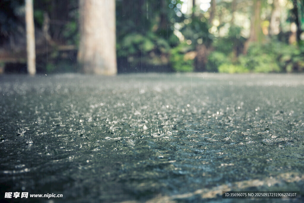 雨中湿润的林地地面