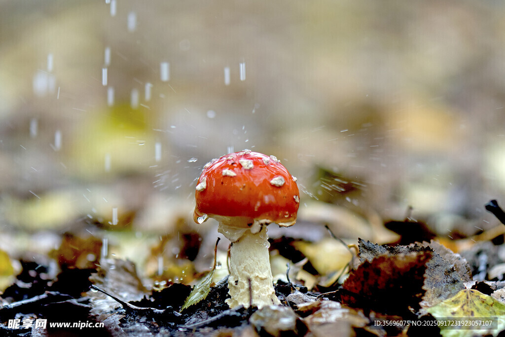 雨景