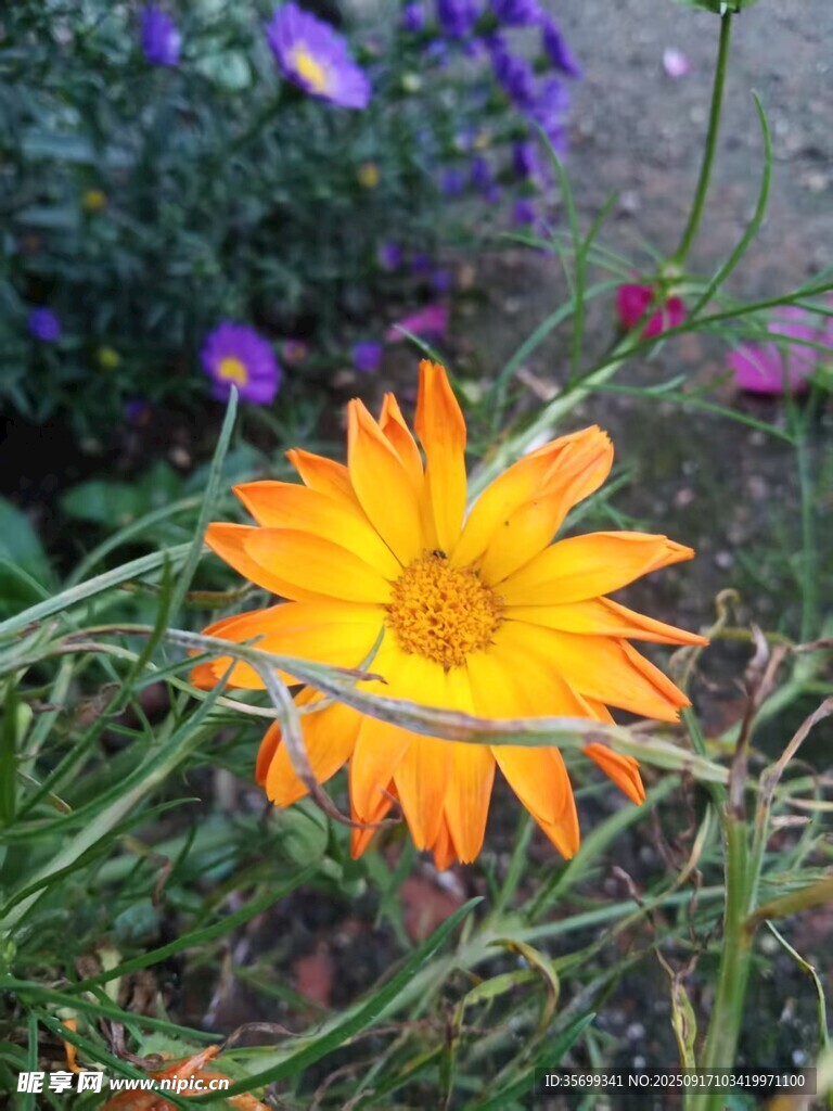 橙色花朵绽放于草丛间