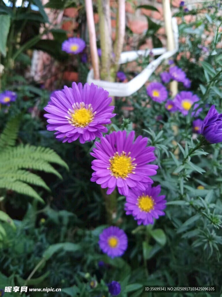 紫色雏菊绽放于绿植间