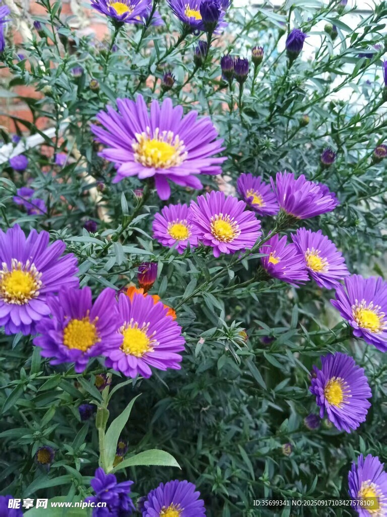 紫色翠菊绽放美丽瞬间