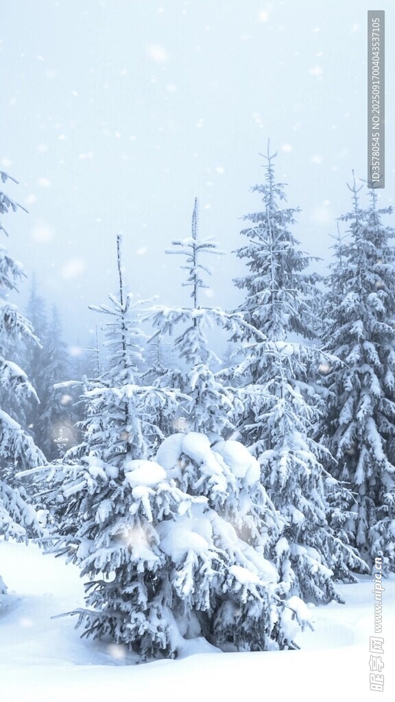 雪覆松林美景
