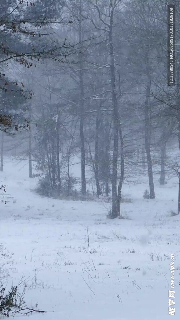 雪覆树林的静谧冬日景象