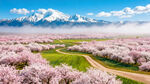 林芝桃花沟