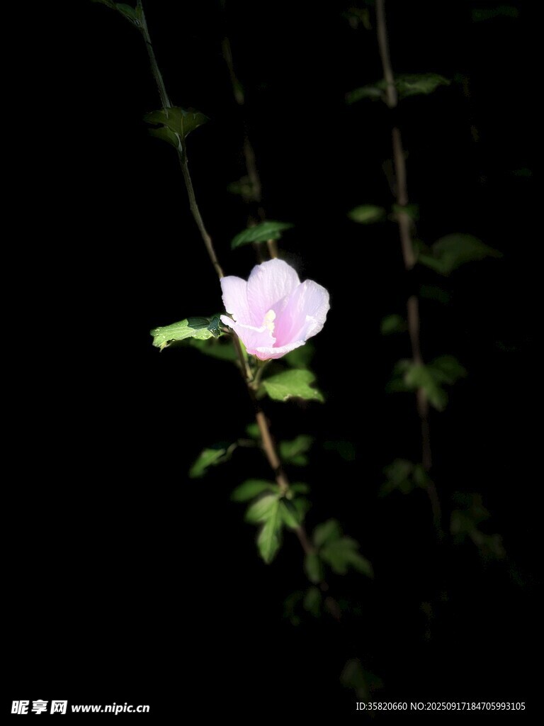 一朵木槿花