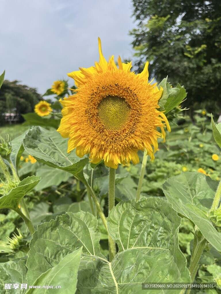 盛放的向日葵