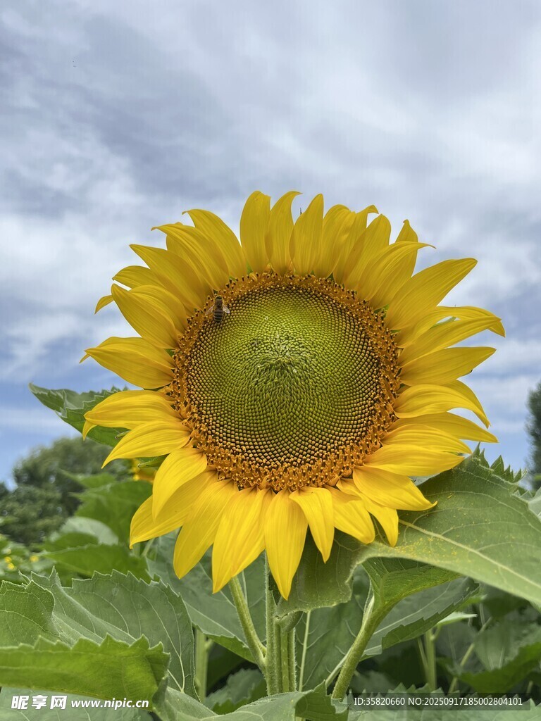 有蜜蜂停留的向日葵