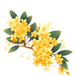 桂花枝    