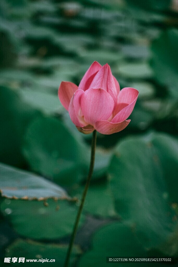 娇艳荷花绽放于绿叶间