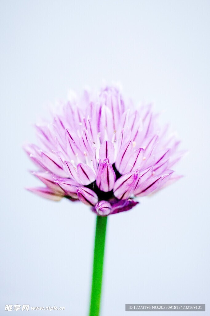 紫色葱花特写