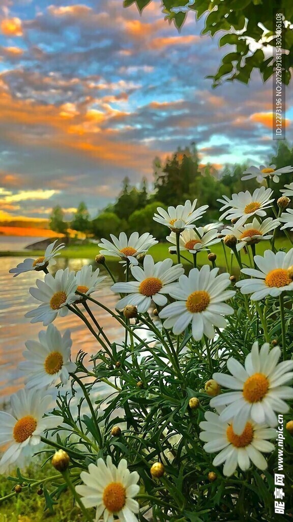 夕阳下雏菊绽放美景