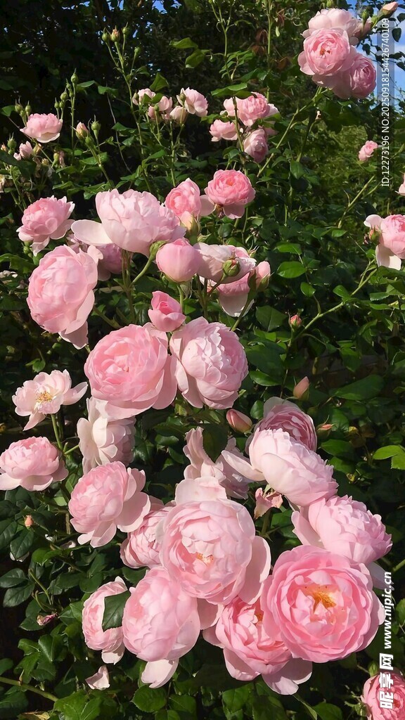 粉色盛开的美丽玫瑰花