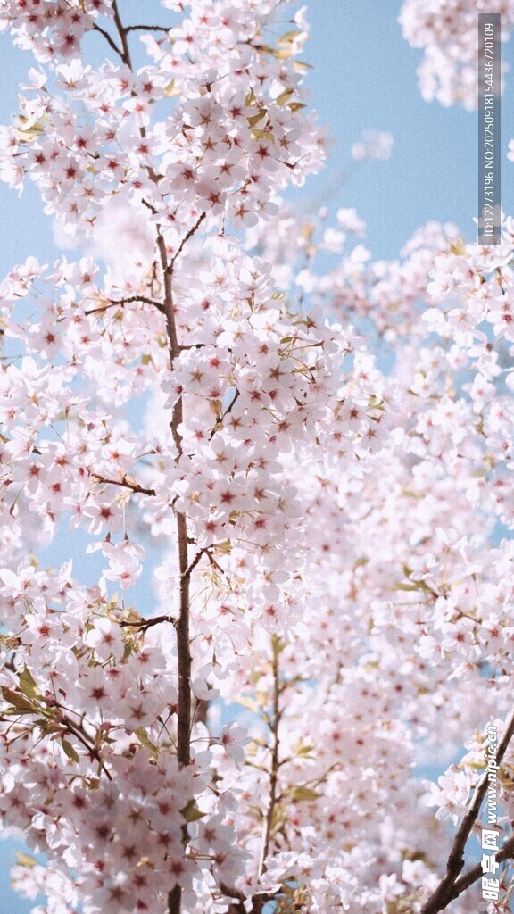 蓝天映衬下的烂漫樱花