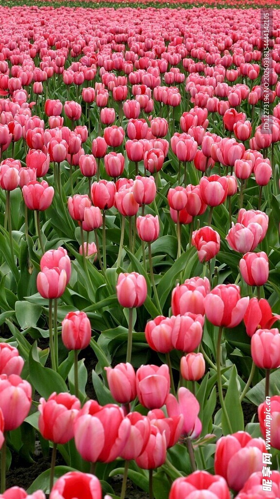 粉色郁金香花海