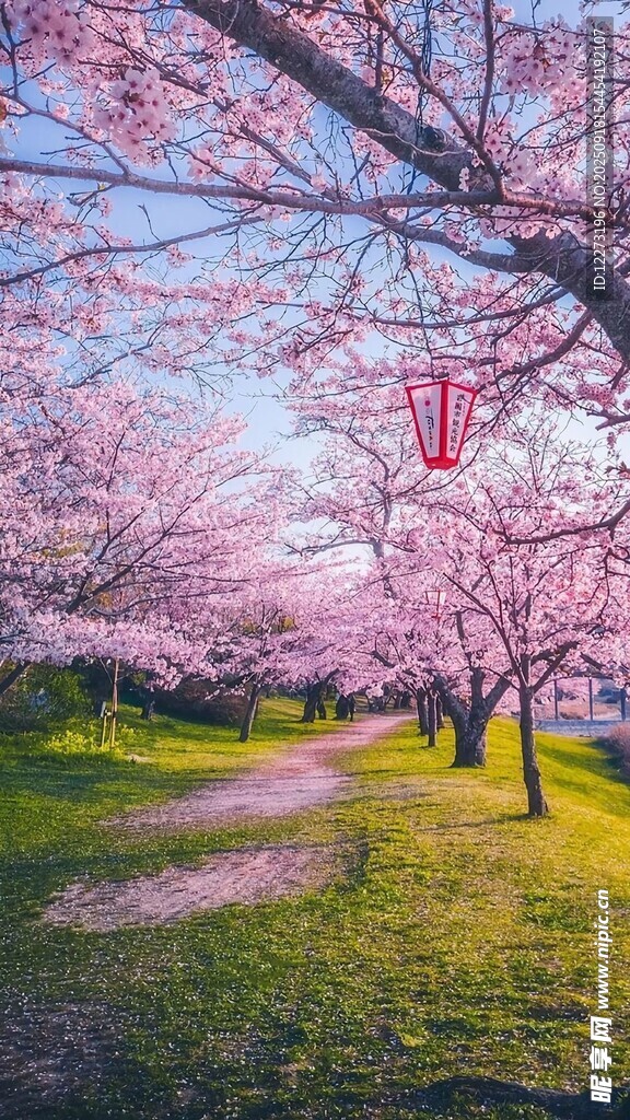 春日烂漫樱花林美景