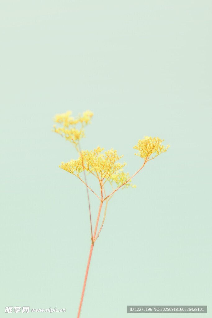 一枝黄色小花绽放