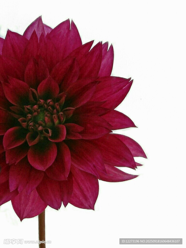 深红色大丽花特写