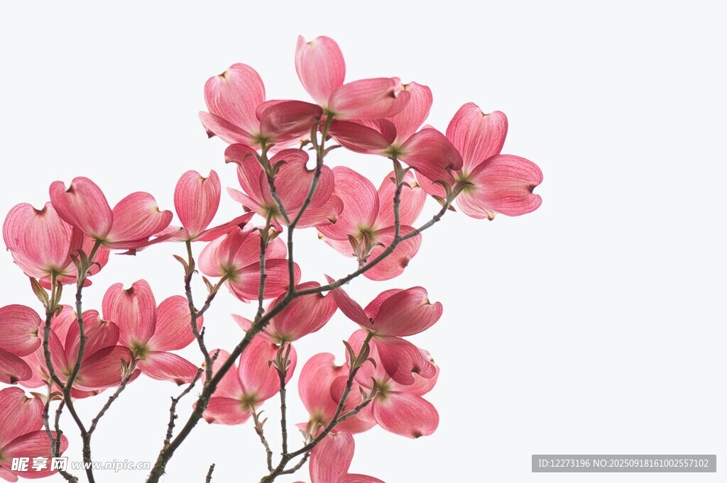娇艳粉色杜鹃花绽放